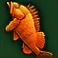 Frenzyfish2